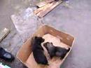 Nikolaev Humane Society