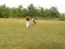 GSD, Bitework Training / Artemisz Figo 2yo