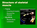 Muscular System Structure and Function Muscular System Structure and Function