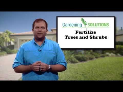 how to fertilize hedges