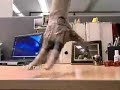 fingerkicks fingerkicks