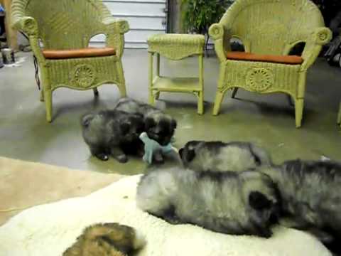Seven Week Old Puppies Playing