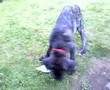 Bullmastiff video