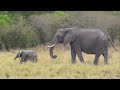 Elephant Family - Safari Sunday