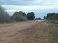 YFZ 450(PAISA) VS YZ 250(MAURI RIVAROLA)