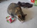 Taffy opens her Xmas present...