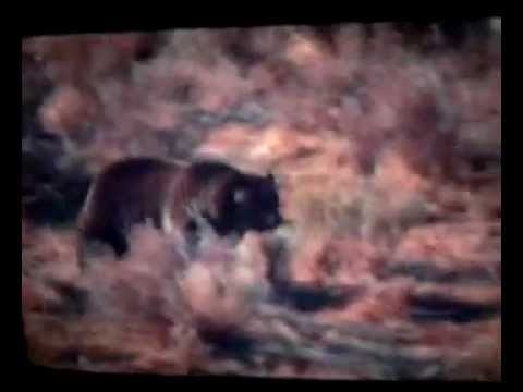 grizzley bear