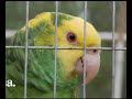Ruby, My FFF Rescued African Grey Parrot Ruby, My FFF Rescued African Grey Parrot