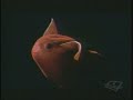 Vampire Squid from Hell (3200 Feet Under Sea Level)