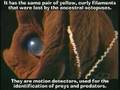 Vampire Squid from Hell (3200 Feet Under Sea Level)