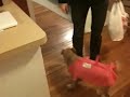 Cosmo's new winter wear