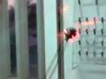videos de microbiologia-tincion
