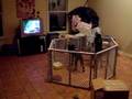 videos de Buggs and tubbs