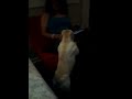 Click here to watch this video Mel's dog Spohie, being silly Sophie.