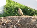 Horned Larks Horned Larks