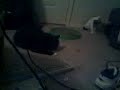Catnip!  pt1