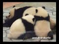 PANDA Twin cub, Aihin and Meihin