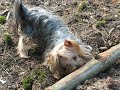 Yorkshire terrier Feliks gets a stick