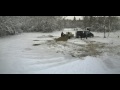 food for the wild pigs and birds