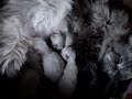 Gatos Persas e Himalaias