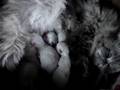 Gatos Persas e Himalaias
