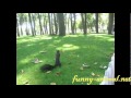 Friendly squirrel in a park 