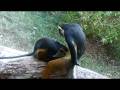 videos de Monkeys grooming techniques at the Zoo