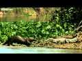 Why the Giant Otter Needs the Snail - Secrets of our Living Planet - Episode 4 - BBC Two