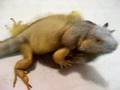 Iguana humps armidillo