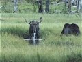 Yellowstone Wildlife - a peak Yellowstone Wildlife - a peak