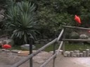 birdland