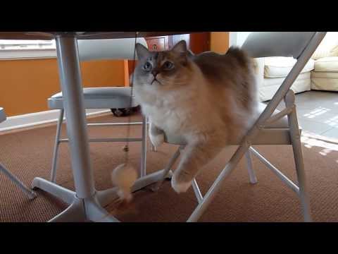 0 Frolicat Sway Interactive Toys for Cats   Floppycats.com Product Review