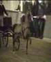 videos de Muskey Gentleman hackney pony Nederland