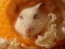 http://www.flickr.com/photos/chmurka - go here to see tons of hamster pics :)