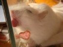 Pompon - I want ICE-CREAM! Pompon - I want ICE-CREAM!