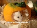 http://www.flickr.com/photos/chmurka - go here to see tons of hamster pics :)