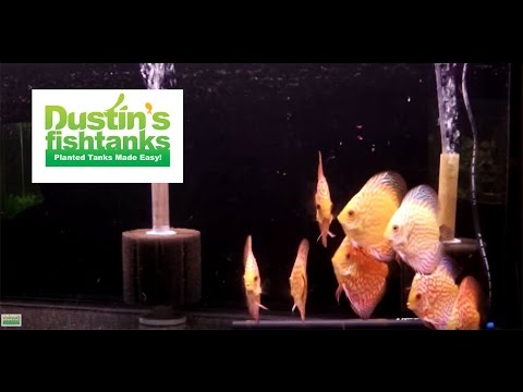 how to care discus fish