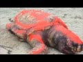 videos de Sea Turtles