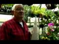 How to Grow Orchids: Growing Orchids Indoors : Orchids and Greenhouses, Part 2 How to Grow Orchids: Growing Orchids Indoors : Orchids and Greenhouses, Part 2