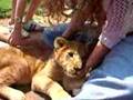 Playing with a lion cub 