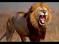 Top 10 Deadliest Animals Top 10 Deadliest Animals