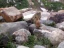 Great Marmot Video Colorado