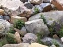 Great Marmot Video Colorado