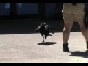 Birds of Prey Part 2