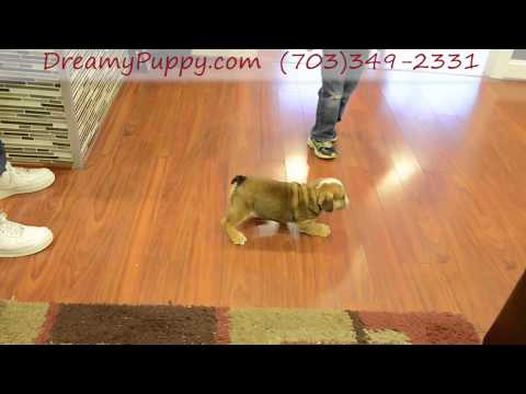 Mini Bulldog Boy Puppy!
