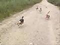 Beagle video