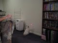 Charlie chasing his laser light up the wall