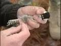 videos de US Army: RCW Catch and Band