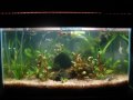 todo aquario é muito bonito desde que cuidado com carinho,esse aquario de lebiste é uma mistura de lebiste selvagem com lebiste de raça,até agora ñ tive nem uma perda faz 1 ano que montei esse aquariose gostarem avaliem e de uma nota e add nos seus videos favoritos ok 