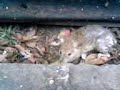 Mouse sem Bolinha ADSL (Fim)